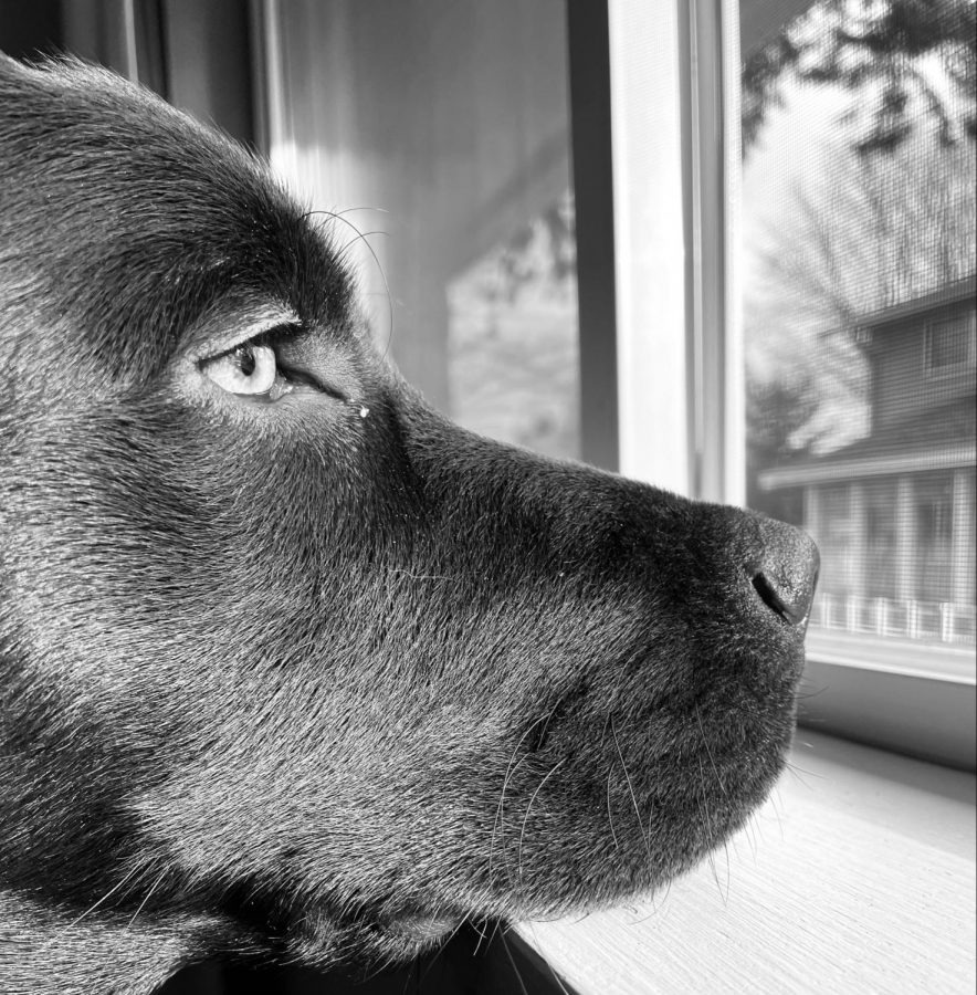 Dog looking out the window