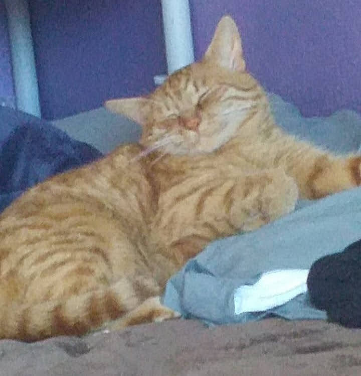orange cat relaxing with eyes closed