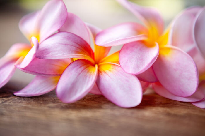 https://www.flowermeaning.com/frangipani-flower-meaning/