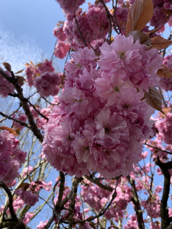 Cherry Blossom Tree at Tulip Festival