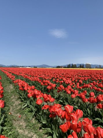 Tulip Field at 2022 Tulip Festival