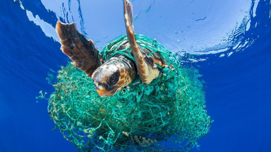 turtle in trash in ocean