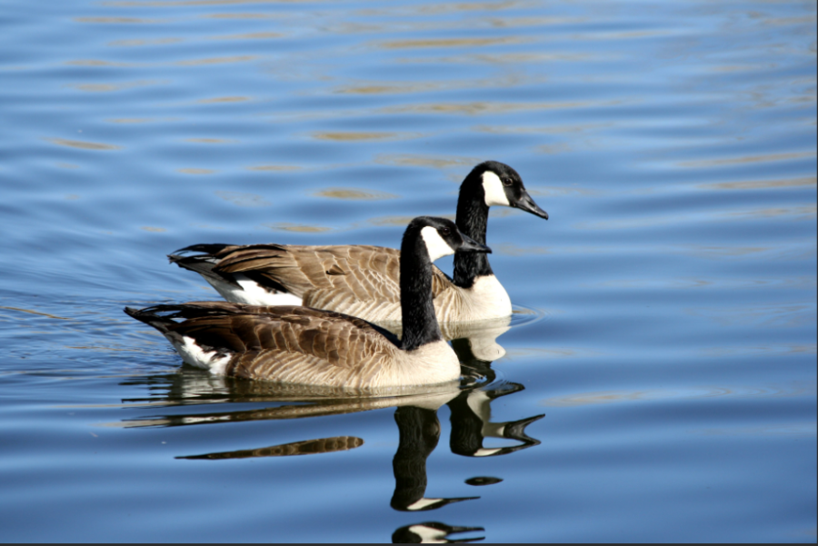 Canada geese in the lake