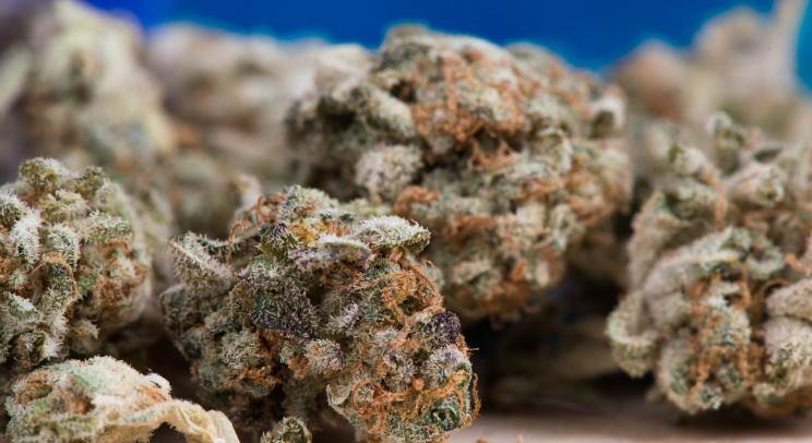 Close up shot of Cannabis