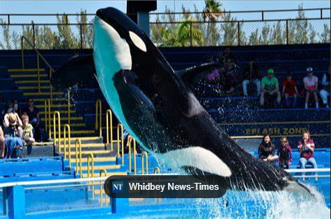 Tokita the orca whale, performing.