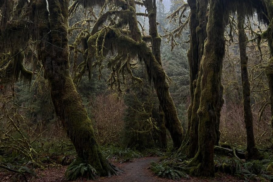 Trees covered in moss in the Hoh Rainforest