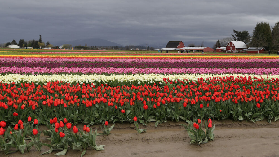 Tulip town in Washington