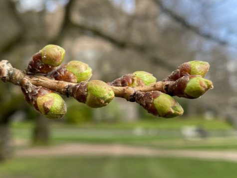 UW cherry blossom buds