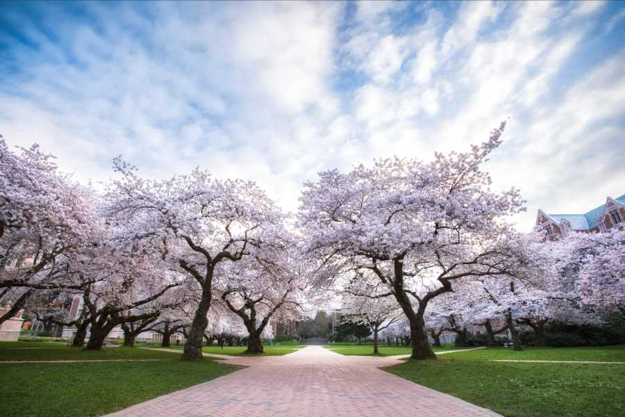 picture of UW Cherry blossoms in the Quad