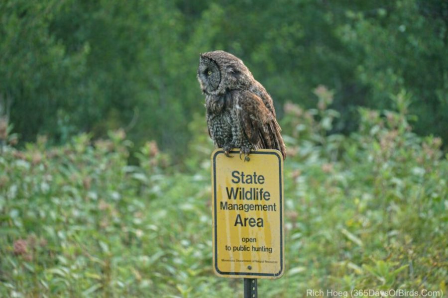 Aggressive owl in WA state park