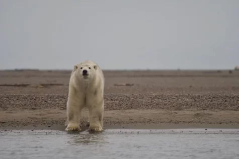 polar bear standing in front of a stream.