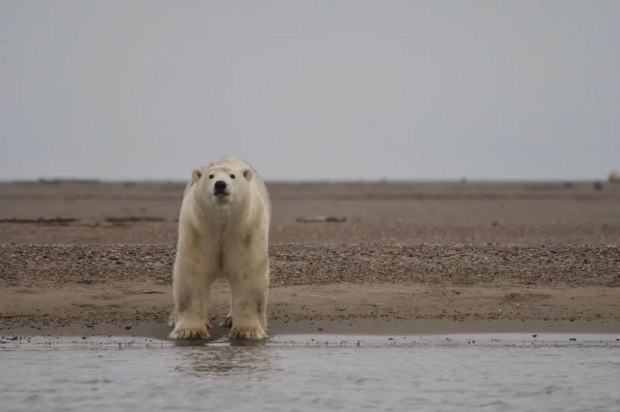 polar+bear+standing+in+front+of+a+stream.