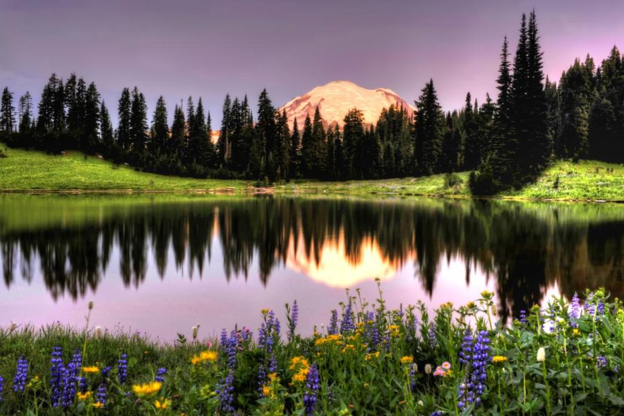 Mount Rainer reflecting on a lake with wildflowers and trees.