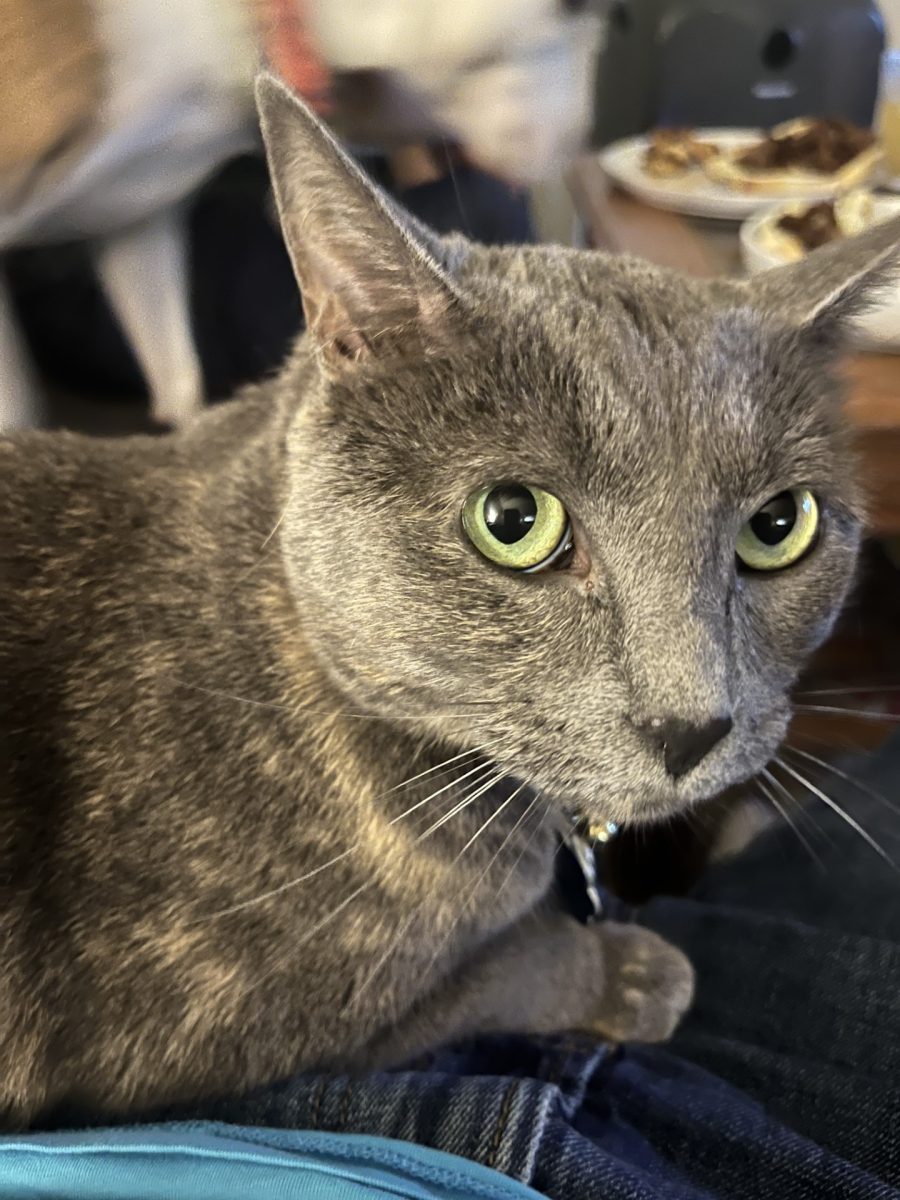 This is my gray cat Cleo one my lap.