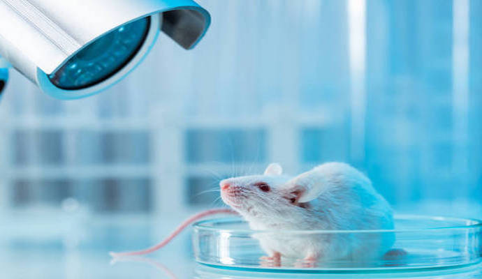 White mouse in laboratory