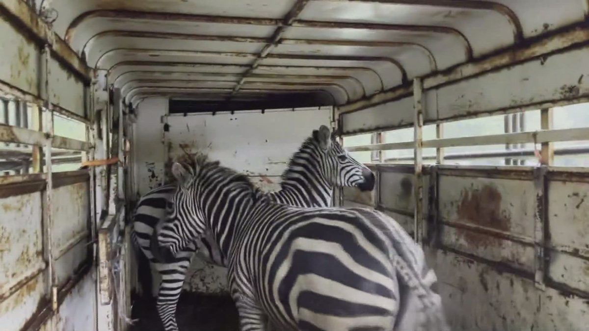 Zebras+caught