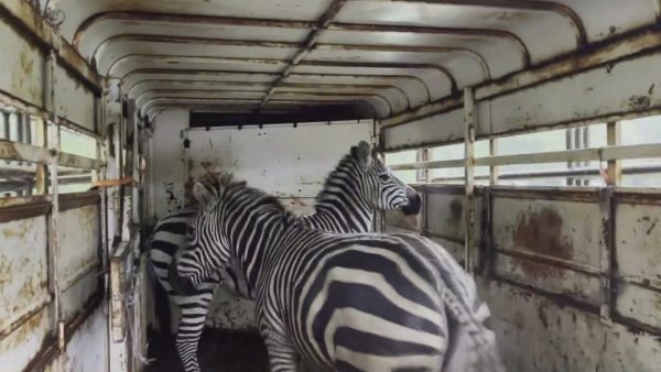 Zebras caught